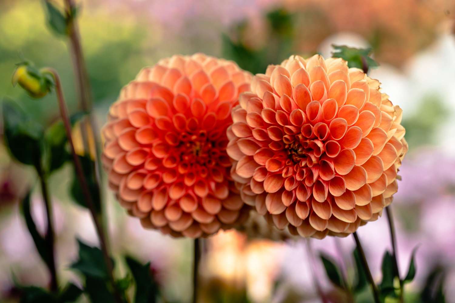 Dahlie 'Jowey Linda'